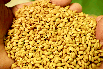 籾蒔き（播種）