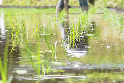 田植え