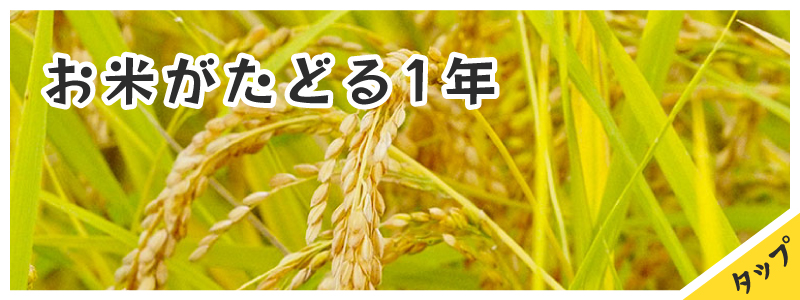 お米がたどる一年